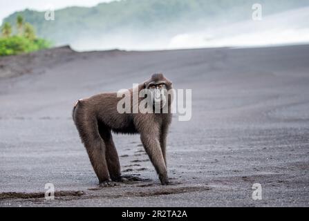 Celebes Crested Macaque steht an einem schwarzen Sandstrand. Indonesien. Sulawesi. Stockfoto