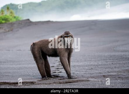 Celebes Crested Macaque steht an einem schwarzen Sandstrand. Indonesien. Sulawesi. Stockfoto