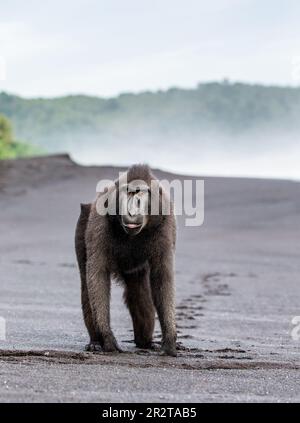 Celebes Crested Macaque steht an einem schwarzen Sandstrand. Indonesien. Sulawesi. Stockfoto