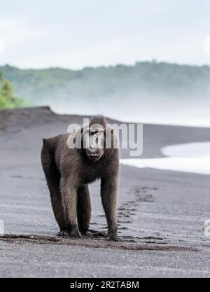 Celebes Crested Macaque steht an einem schwarzen Sandstrand. Indonesien. Sulawesi. Stockfoto