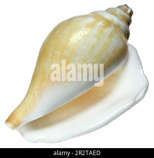 Hund-Conch-Muschel (Canarium Laevistrombus / begeistert Canarium) c5cm Stockfoto