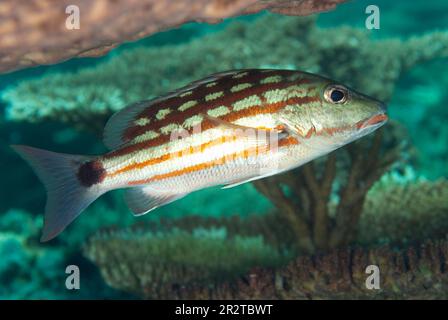 Checkered Snapper, Lutjanus decussatus, South Point Tauchplatz, Sipadan Island, Sabah, Malaysia Stockfoto