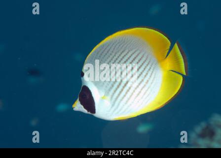 Panda Butterflyfish, Chaetodon adiergastos, Tauchplatz South Point, Insel Sipadan, Nordosten Borneo (Kalimantan), Malaysia Stockfoto