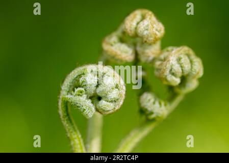 Pteridium aquilinum, brackiger Frühling schießt Nahaufnahme selektiver Fokus Stockfoto