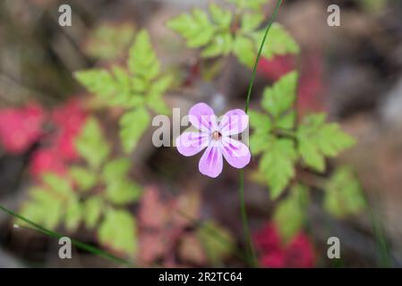 Geranium robertianum, Herb-Robert-Wildblumen-Nahaufnahme selektiver Fokus Stockfoto