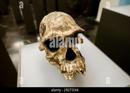 Homo habilis Schädel, Homo habilis cranium, KNM-er 1813, 1,9 Millionen Jahre, Koobi Fora Kenia Stockfoto