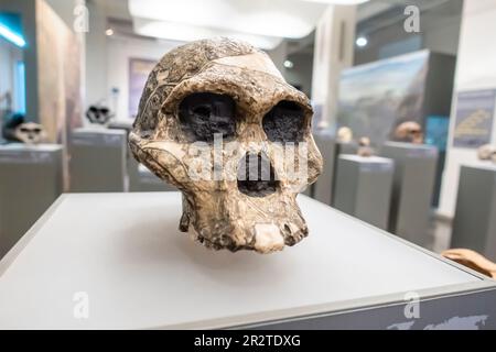 Australopithecus africanus Schädel, Australopithecus africanus cranium, STS 5, 2 Millionen Jahre, Sterkfontein Südafrika Stockfoto