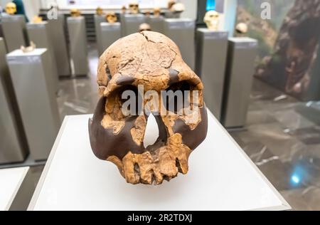 Homo rudolfensis Schädel, Homo rudolfensis cranium, KNM-er 1470, 1,9 Millionen Jahre, Koobi Fora Kenia Stockfoto