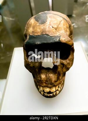 Homo erectus Schädel, Homo erectus cranium, KNM-WT 15000, 1,5 Millionen Jahre, Nariokotome 3 Kenia Stockfoto