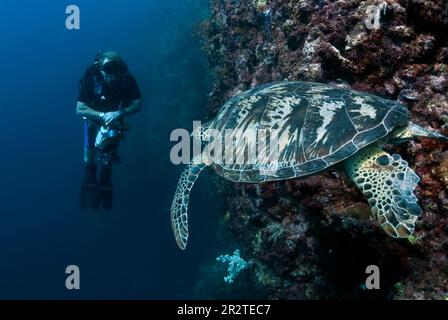 Grüne Schildkröte, Chelonia mydas, als vom Aussterben bedroht klassifiziert, Schwimmen am Riff, das vom Taucher beobachtet wird, Hanging Gardens Tauchplatz, Sipadan Island, Sabah, Mal Stockfoto