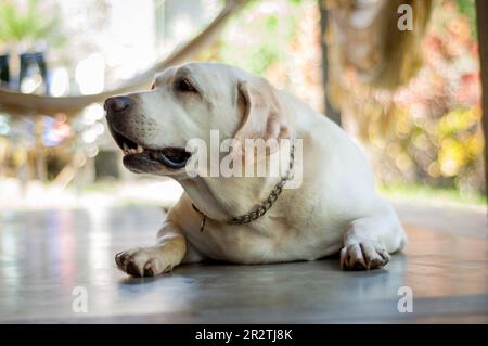 Ein Porträt von labrador, das auf dem Boden liegt. Adipöser Hund. Stockfoto