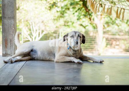 Das Bild eines braunen Zwerghundes. Kleine Größe. Stockfoto