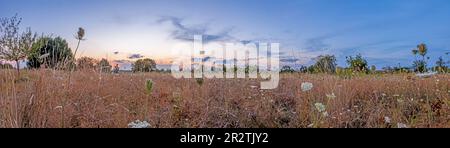Panoramablick über die Wiesenplantage im Herbst in Deutschland bei Sonnenuntergang Stockfoto