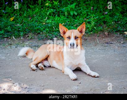 Mischrassen-Hundeporträt. Stockfoto