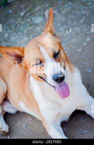 Mischrassen-Hundeporträt. Stockfoto