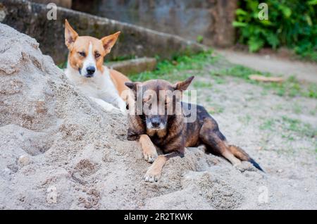 Mischrassen-Hundeporträt. Stockfoto