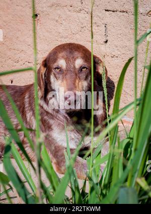 Mischrassen-Hundeporträt. Stockfoto