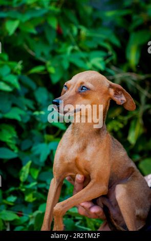 Mischrassen-Hundeporträt. Stockfoto