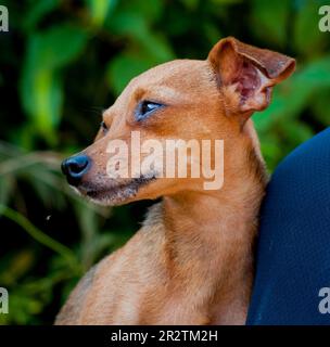 Mischrassen-Hundeporträt. Stockfoto