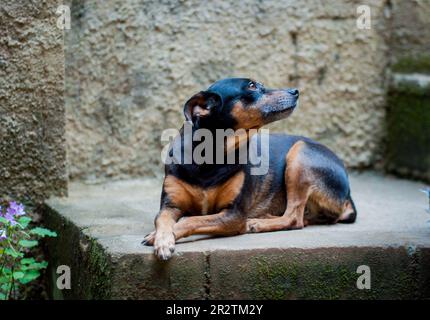 Mischrassen-Hundeporträt. Stockfoto