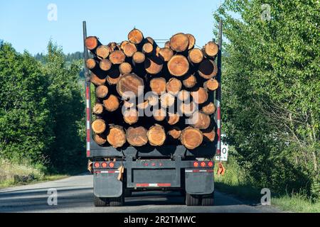 Nahaufnahme der Rückseite eines beladenen Holzfällers auf einer Straße in British Columbia, Kanada, mit den Holzstämmen, die ordentlich gestapelt sind, um Holzstämme zur Sägemühle zu transportieren Stockfoto