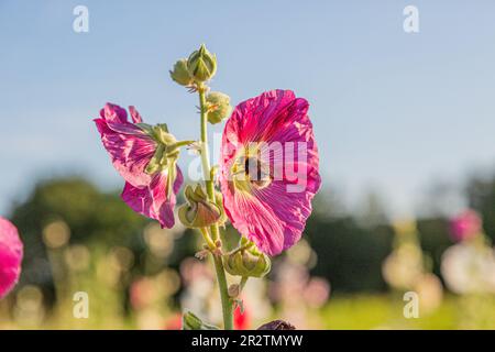 Bild einer Hummel, die Nektar aus einem Schockloch sammelt Stockfoto