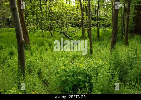 Ragwurz (Galium aparine) und Großzelandine (Chelidonium majus) wachsen im Wald von Worringer Bruch, einem 8000 Jahre alten, seidengeschliffenen Mittelstück Stockfoto