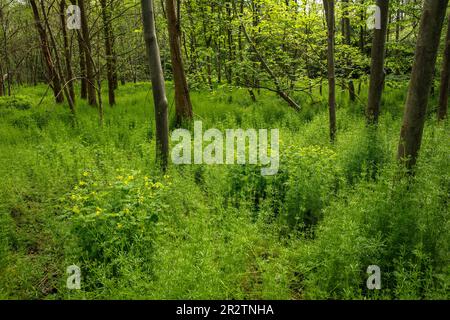 Ragwurz (Galium aparine) und Großzelandine (Chelidonium majus) wachsen im Wald von Worringer Bruch, einem 8000 Jahre alten, seidengeschliffenen Mittelstück Stockfoto