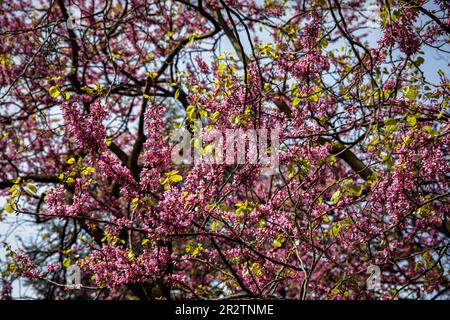 Blühender Judas-Baum (Cercis siliquastrum) im Rheinpark im Bezirk Deutz, Naherholungsgebiet Köln. Bluehender Judasbaum (C Stockfoto