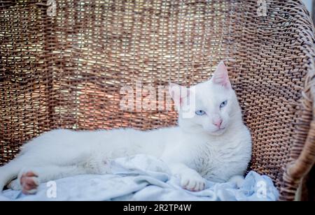 Weiße Hauskatze, die auf einem Strohstuhl liegt. Stockfoto