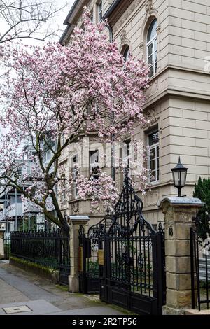 Eine blühende Magnolie (lat. Magnolia) vor einem Haus in der Clever Street, Köln. Eine Magnolie (lat. Magnolia) in Bluete vor einem Haus i Stockfoto