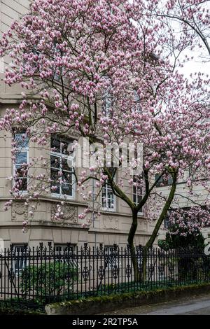 Eine blühende Magnolie (lat. Magnolia) vor einem Haus in der Clever Street, Köln. Eine Magnolie (lat. Magnolia) in Bluete vor einem Haus i Stockfoto