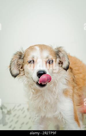 Mischrassen-Hundeporträt. Stockfoto