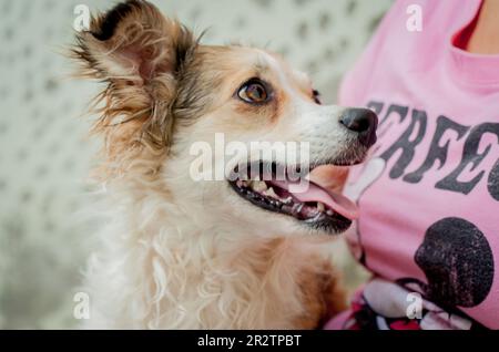 Mischrassen-Hundeporträt. Stockfoto