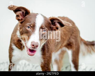 Mischrassen-Braunhund-Porträt Stockfoto