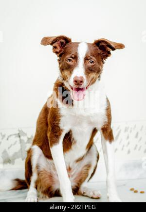Mischrassen-Braunhund-Porträt Stockfoto