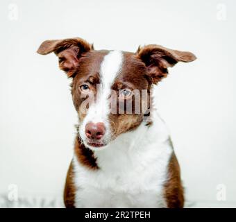 Mischrassen-Braunhund-Porträt Stockfoto