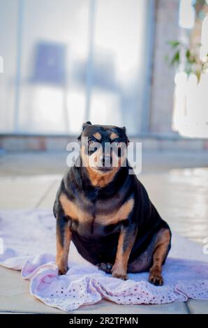 Gemischter schwarzer und brauner Hund Stockfoto