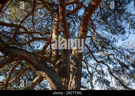 Alte Kiefer in der Heide des Westrupers, Haltern am See, Nordrhein-Westfalen, Deutschland. alte Kiefer in der Westruper Heide, Haltern am See, Nordrhein-W. Stockfoto