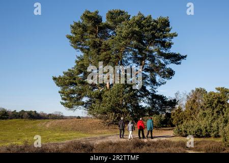 Alte Kiefer in der Heide des Westrupers, Haltern am See, Nordrhein-Westfalen, Deutschland. alte Kiefer in der Westruper Heide, Haltern am See, Nordrhein-W. Stockfoto