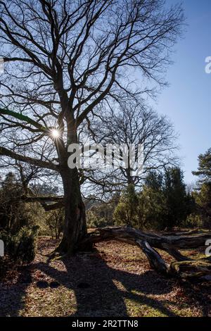 Alte Eiche in der Westruper Heide, Haltern am See, Nordrhein-Westfalen, Deutschland. alte Eiche in der Westruper Heide, Haltern am See, Nordrhein-Wes Stockfoto