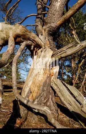 Überreste einer alten gefallenen Kiefer in der Westruperheide, Haltern am See, Nordrhein-Westfalen, Deutschland. Ueberreste einer alten gefallenen Kiefer in Stockfoto