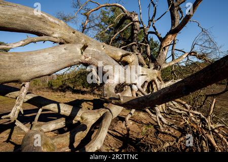 Überreste einer alten gefallenen Kiefer in der Westruperheide, Haltern am See, Nordrhein-Westfalen, Deutschland. Ueberreste einer alten gefallenen Kiefer in Stockfoto