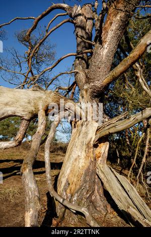 Überreste einer alten gefallenen Kiefer in der Westruperheide, Haltern am See, Nordrhein-Westfalen, Deutschland. Ueberreste einer alten gefallenen Kiefer in Stockfoto