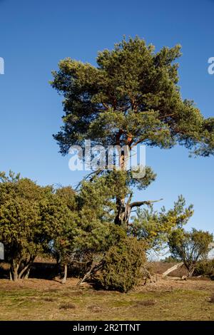 Alte Kiefer in der Heide des Westrupers, Haltern am See, Nordrhein-Westfalen, Deutschland. alte Kiefer in der Westruper Heide, Haltern am See, Nordrhein-W. Stockfoto