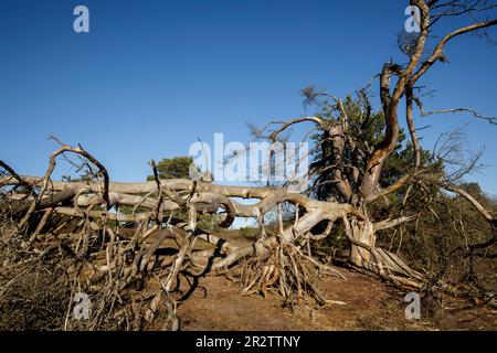 Überreste einer alten gefallenen Kiefer in der Westruperheide, Haltern am See, Nordrhein-Westfalen, Deutschland. Ueberreste einer alten gefallenen Kiefer in Stockfoto