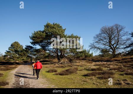 Alte Kiefer in der Heide des Westrupers, Haltern am See, Nordrhein-Westfalen, Deutschland. alte Kiefer in der Westruper Heide, Haltern am See, Nordrhein-W. Stockfoto