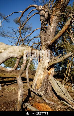 Überreste einer alten gefallenen Kiefer in der Westruperheide, Haltern am See, Nordrhein-Westfalen, Deutschland. Ueberreste einer alten gefallenen Kiefer in Stockfoto