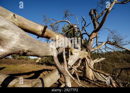 Überreste einer alten gefallenen Kiefer in der Westruperheide, Haltern am See, Nordrhein-Westfalen, Deutschland. Ueberreste einer alten gefallenen Kiefer in Stockfoto