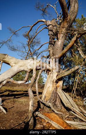 Überreste einer alten gefallenen Kiefer in der Westruperheide, Haltern am See, Nordrhein-Westfalen, Deutschland. Ueberreste einer alten gefallenen Kiefer in Stockfoto